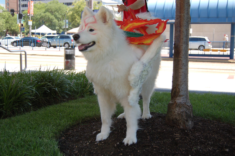 Illustration for article titled Meet a Dog That's Blissfully Unaware He's Cosplaying Amaterasu